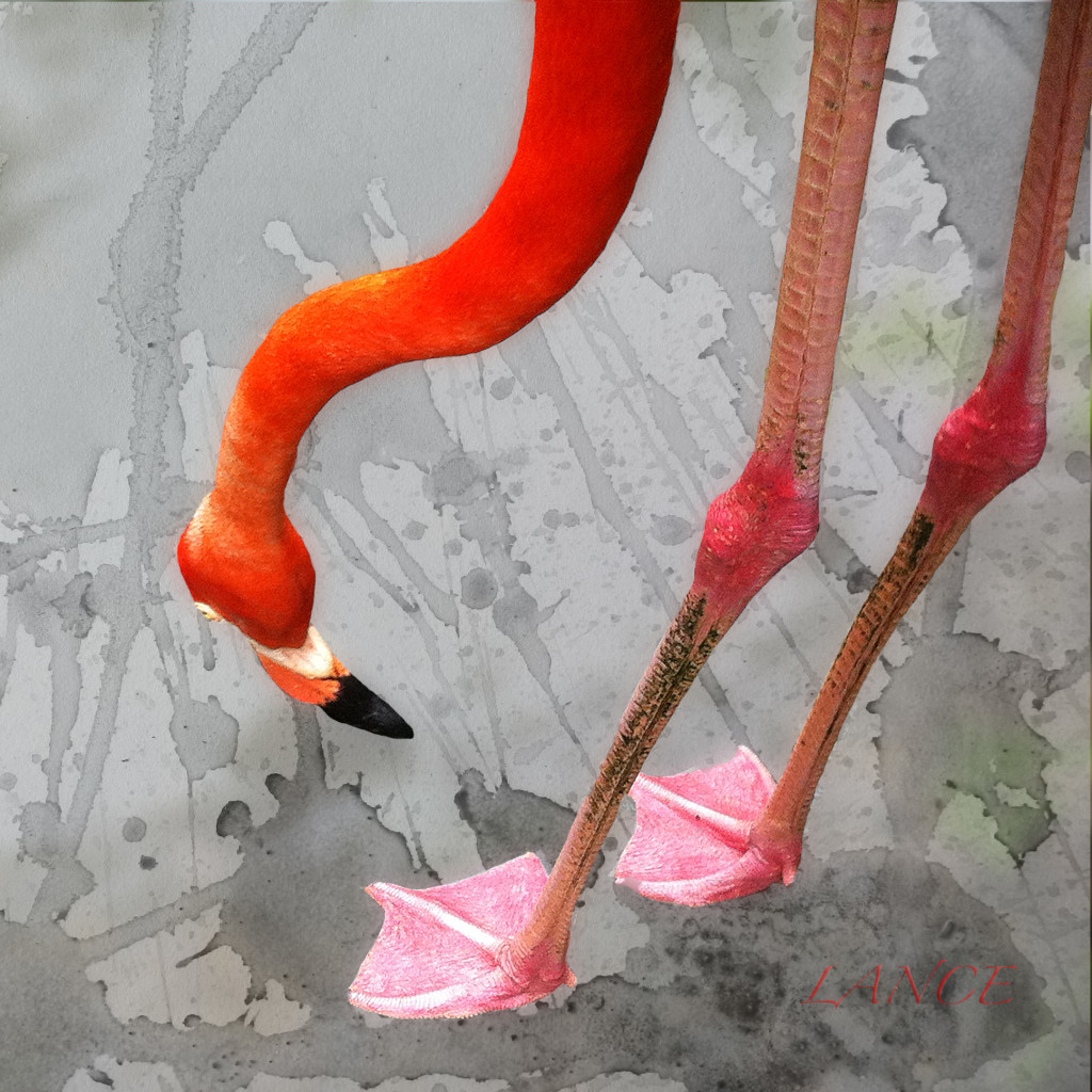 Flamingo Fire