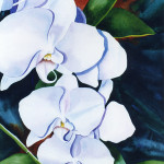 WHITE ORCHIDS