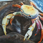 BLUE CRAB